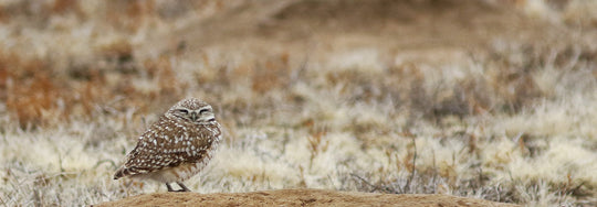 The Owl Who Lives in Burrows