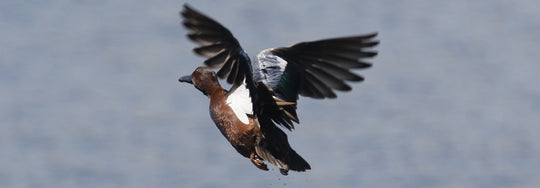 What Color is a Cinnamon Teal?