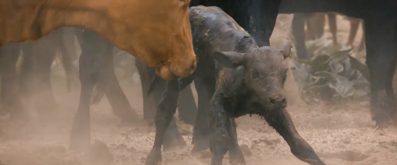 Introducing the Ranchlands Collective