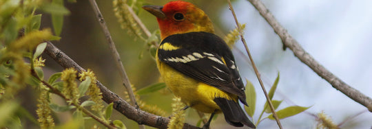 The Tanager that is not a Tanager