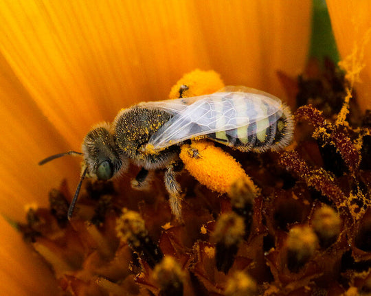 Native and Non-Native Bees on the Colorado Prairie