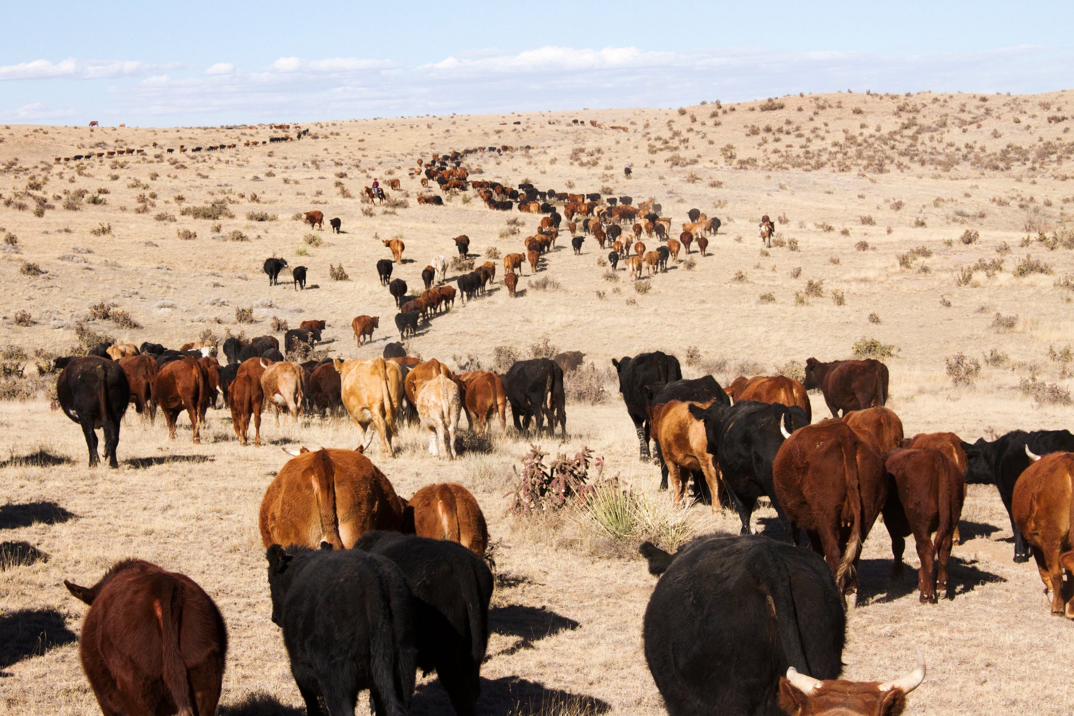Pulling the Strings – Ranchlands