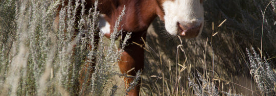 Regenerative Ranching: Old Mojo in a New Age