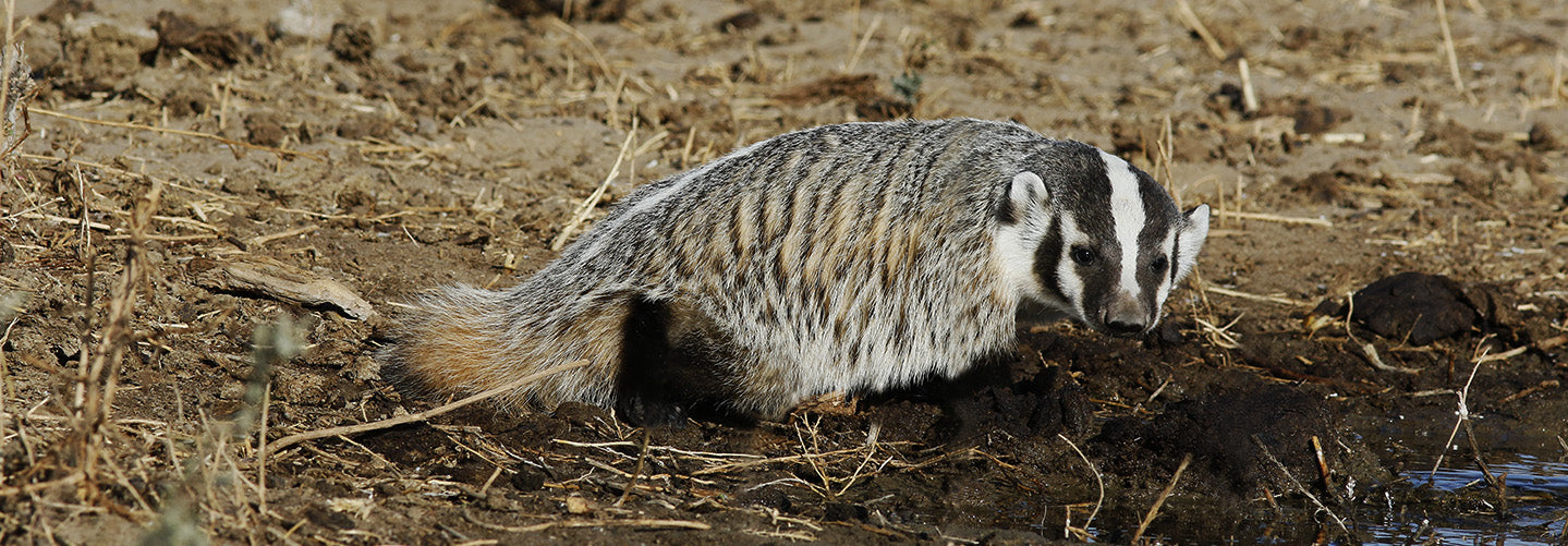 The American Badger – Ranchlands