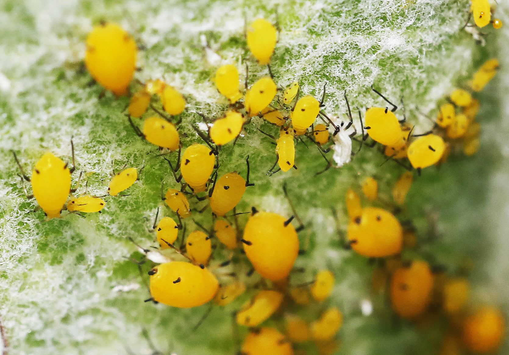 Bugs, Biodiversity, and Big Ranches – Ranchlands