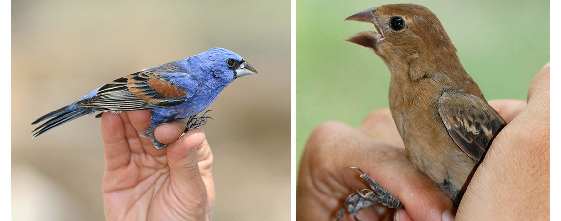 Sexual Dimorphism – Ranchlands