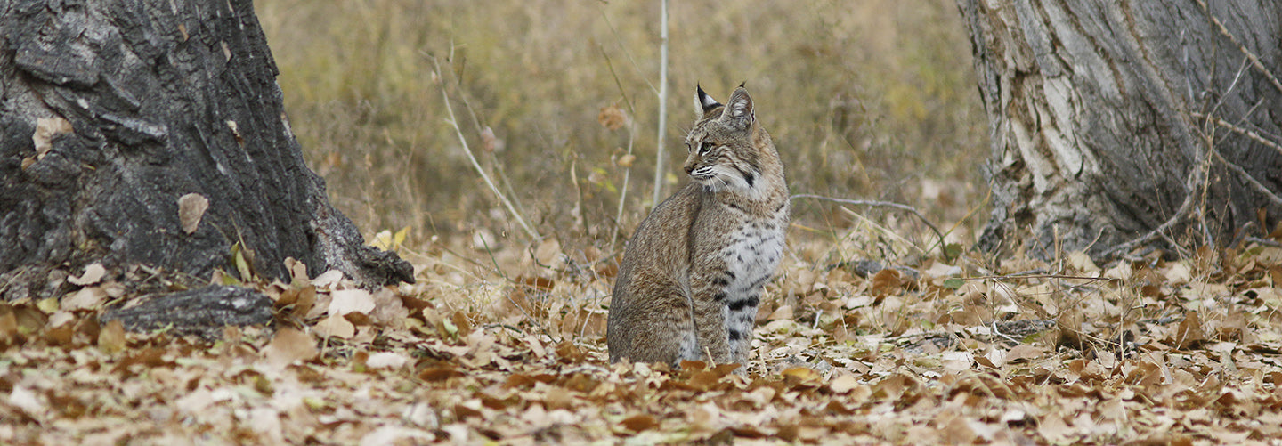 Lynx Rufa – Ranchlands