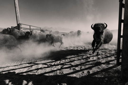 Our 16 All-Time Favorite Bison Works Photos
