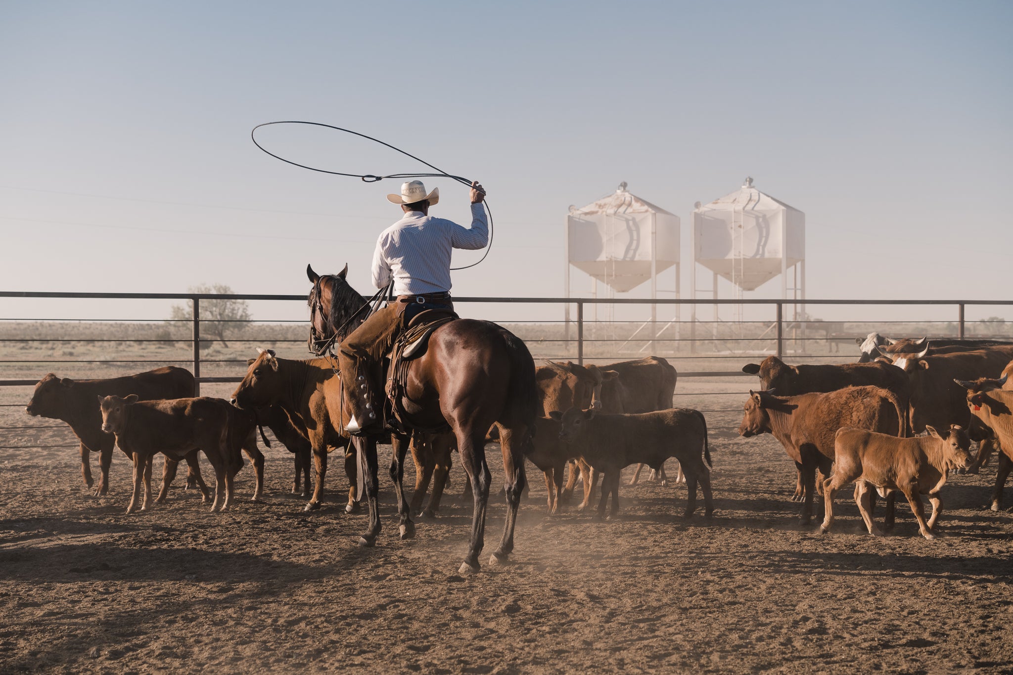 The Art of Roping – Ranchlands