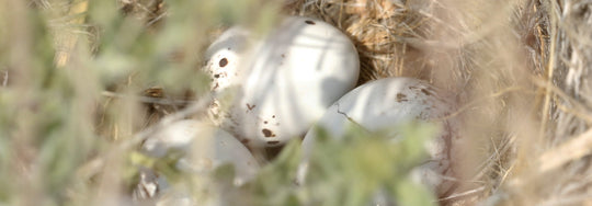 Nesting Season