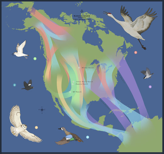 Bird Migration Routes