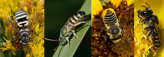 Chico’s Native Bees