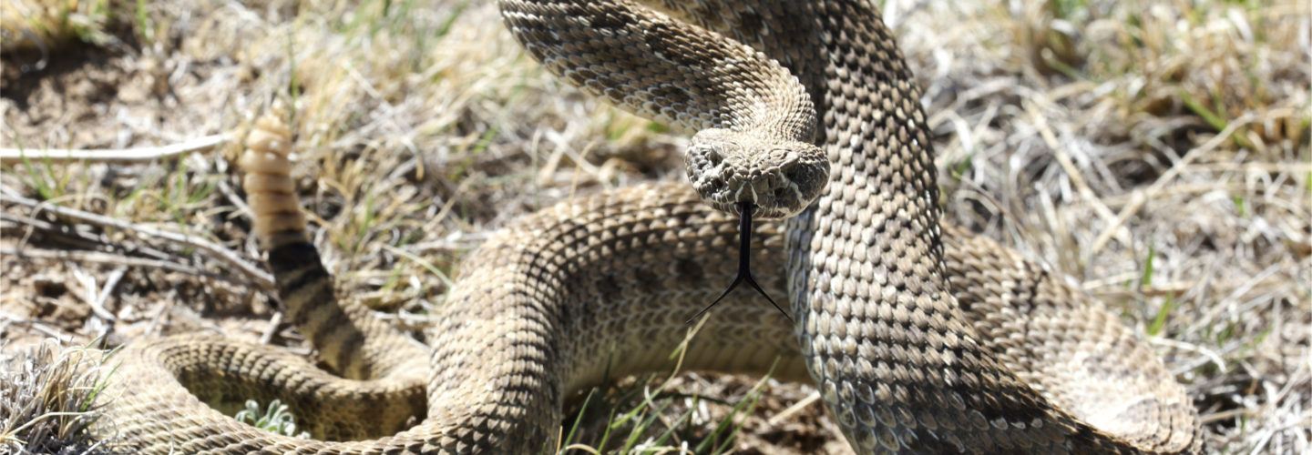 Watch Your Step – Ranchlands