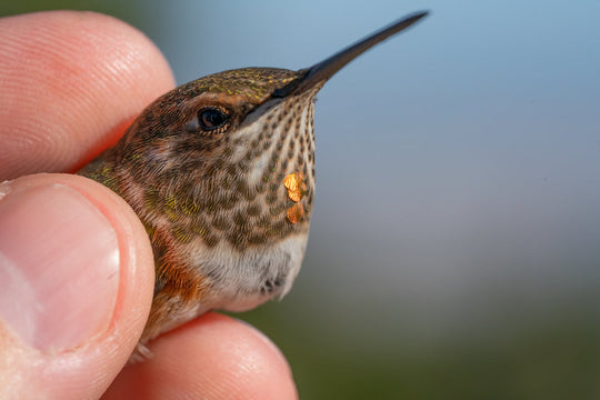 Hummingbird Monitoring Field Notes