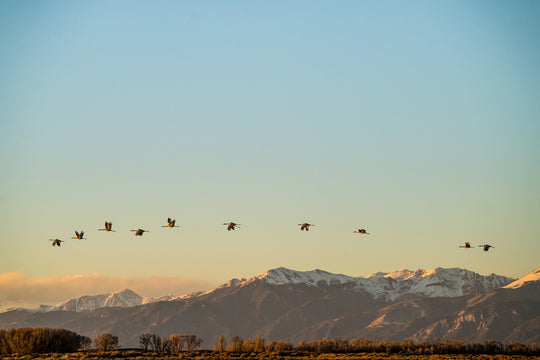 Birds of the San Luis Valley: When and Where to See Them