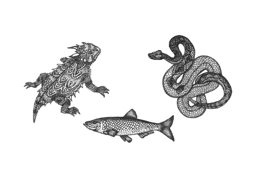 The Role of Scales on Reptiles and Fish