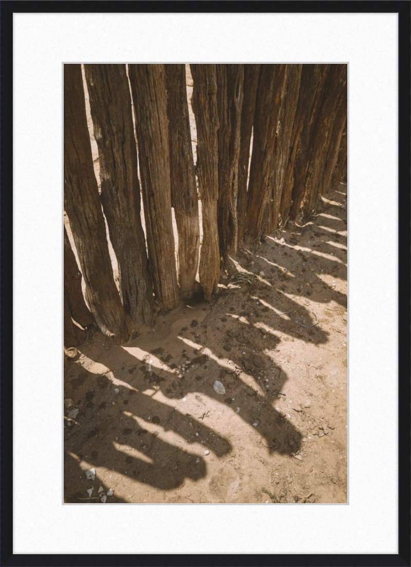 Coyote Shadows
