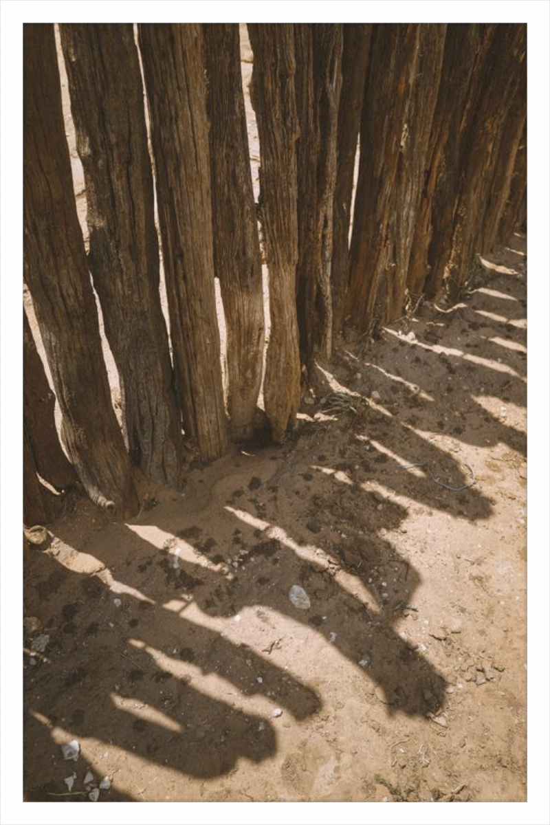 Coyote Shadows