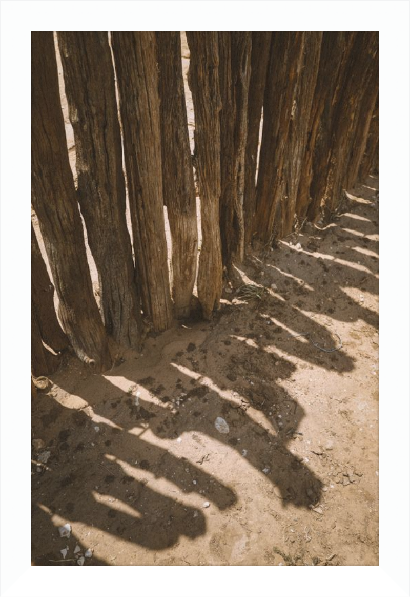 Coyote Shadows