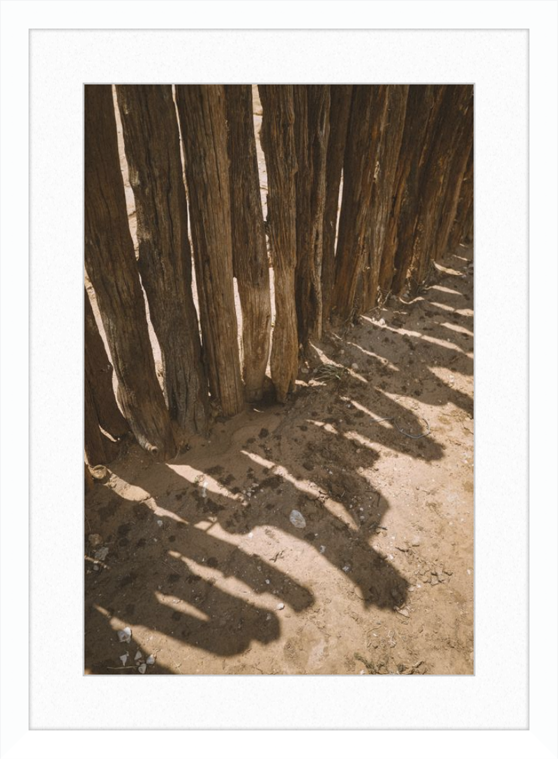 Coyote Shadows