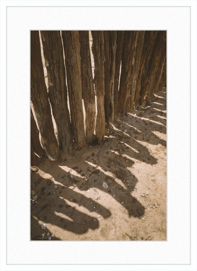 Coyote Shadows
