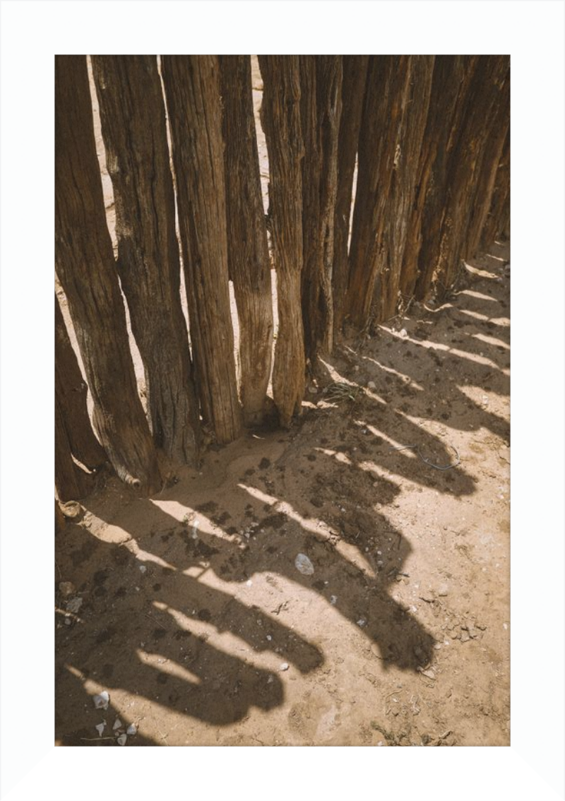 Coyote Shadows