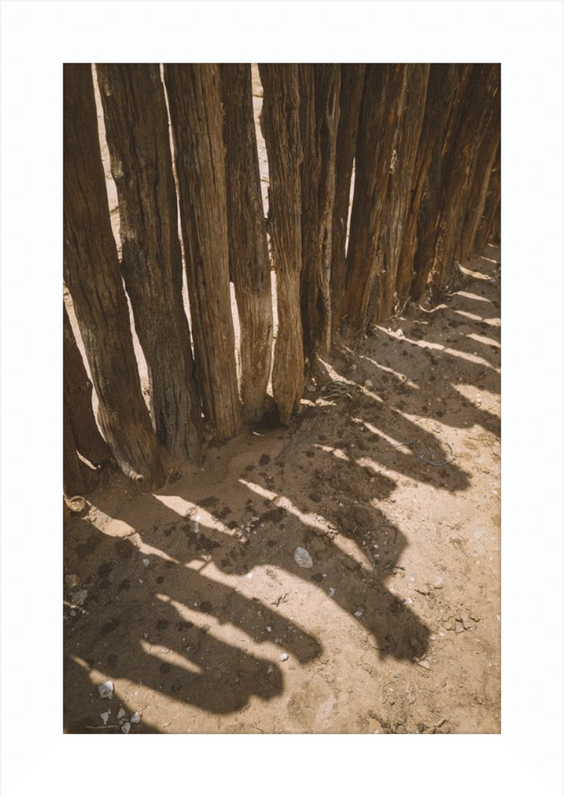 Coyote Shadows