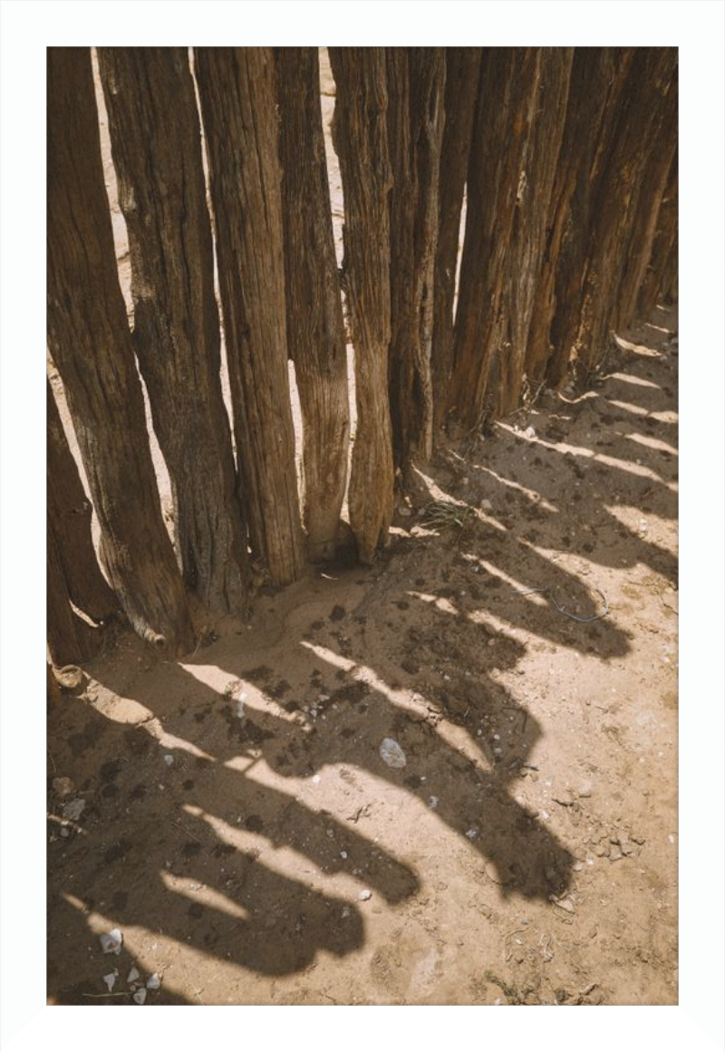 Coyote Shadows