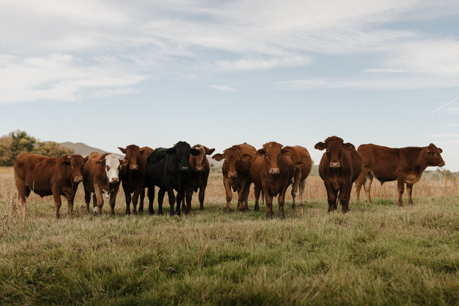 Grazers