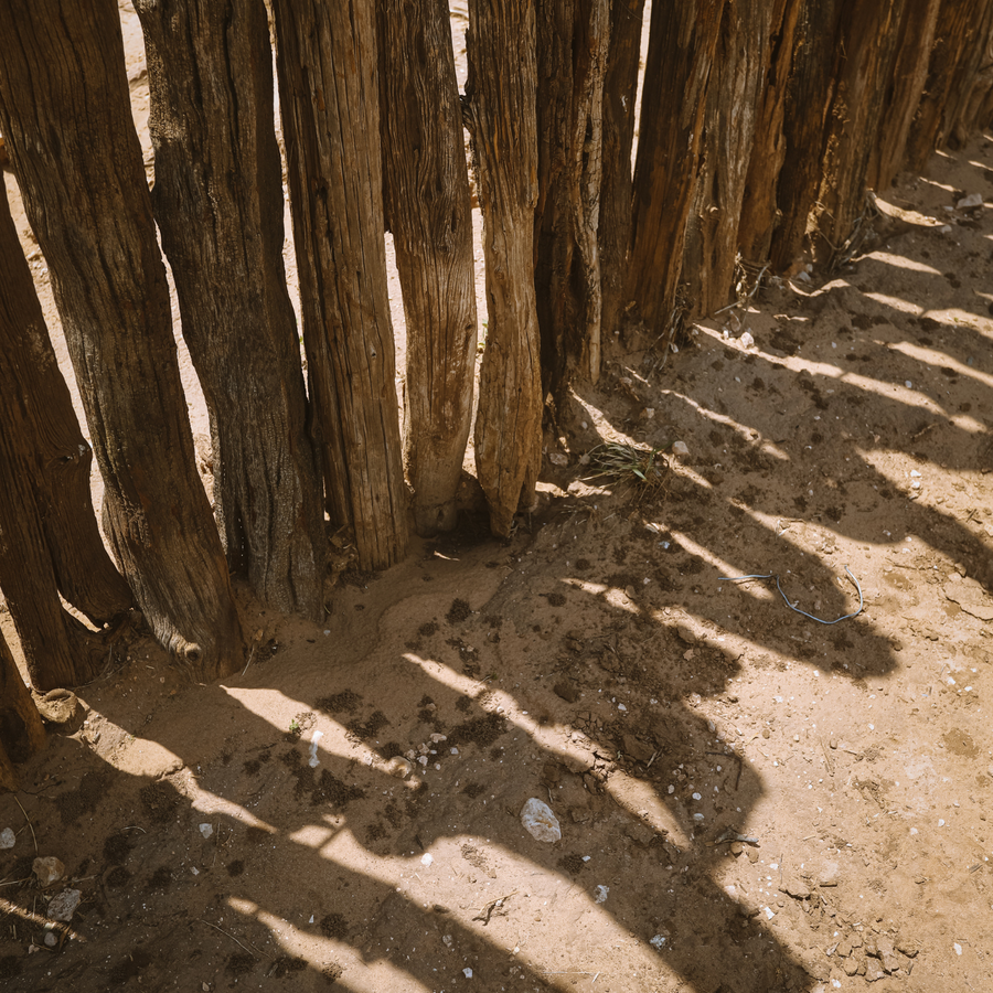 Coyote Shadows