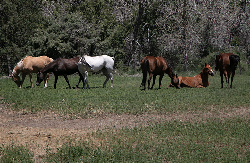 Horses of Zapata by Jill Soukup