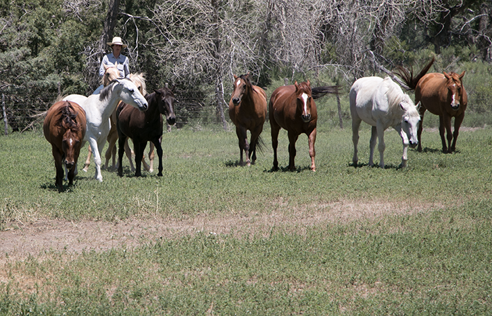 Horses of Zapata by Jill Soukup