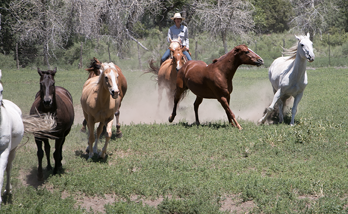 Horses of Zapata by Jill Soukup