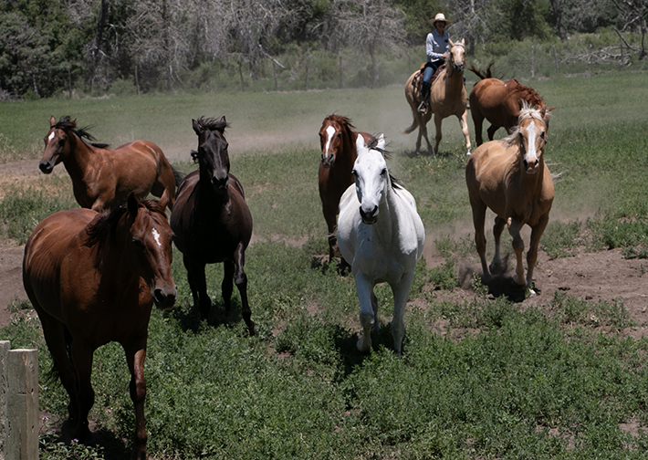 Horses of Zapata by Jill Soukup