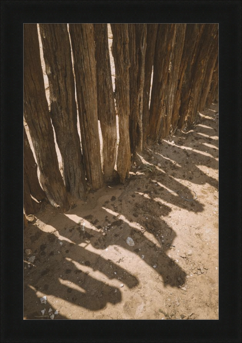 Coyote Shadows