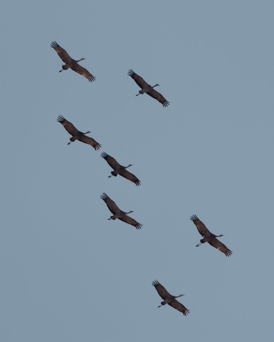 Migration
