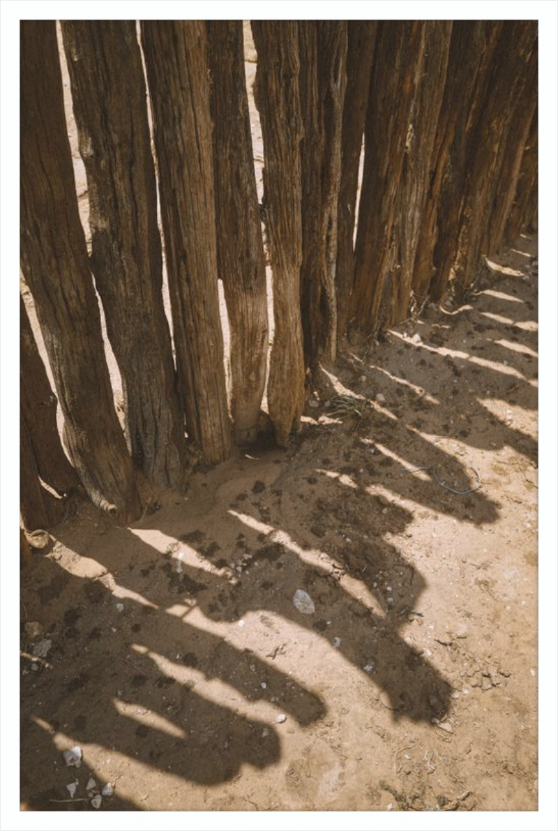 Coyote Shadows