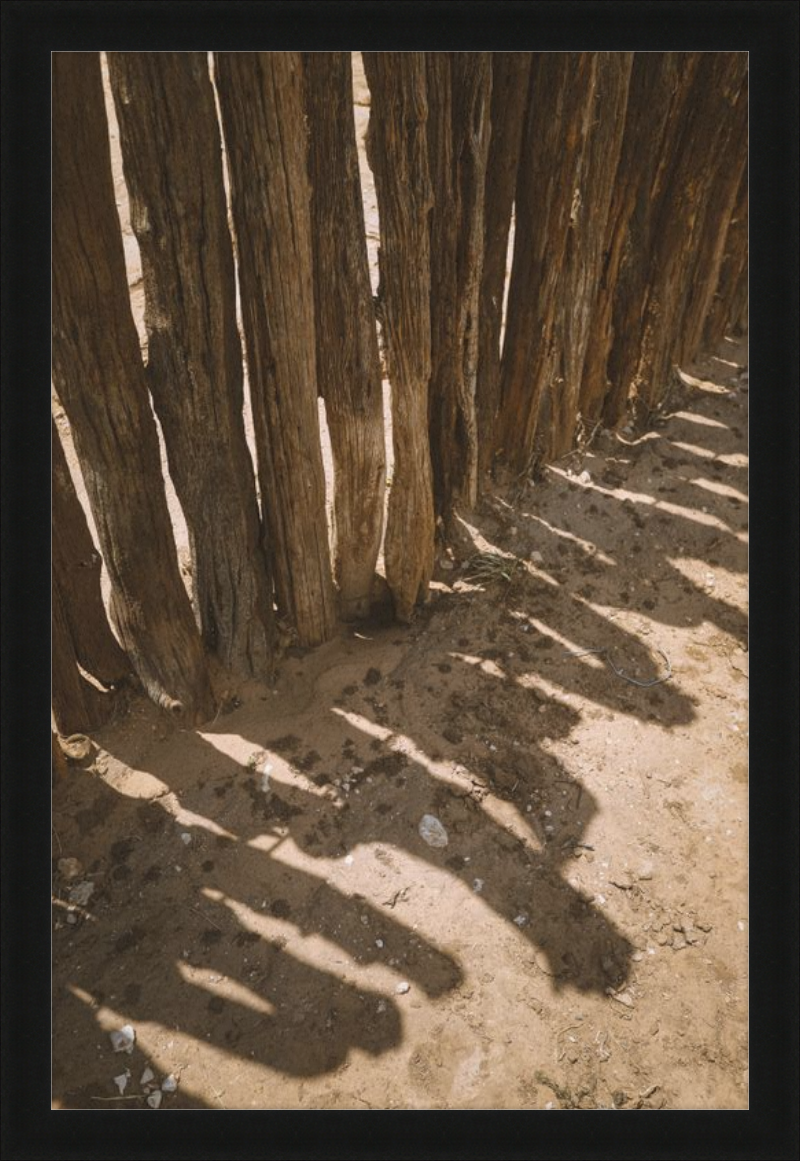 Coyote Shadows