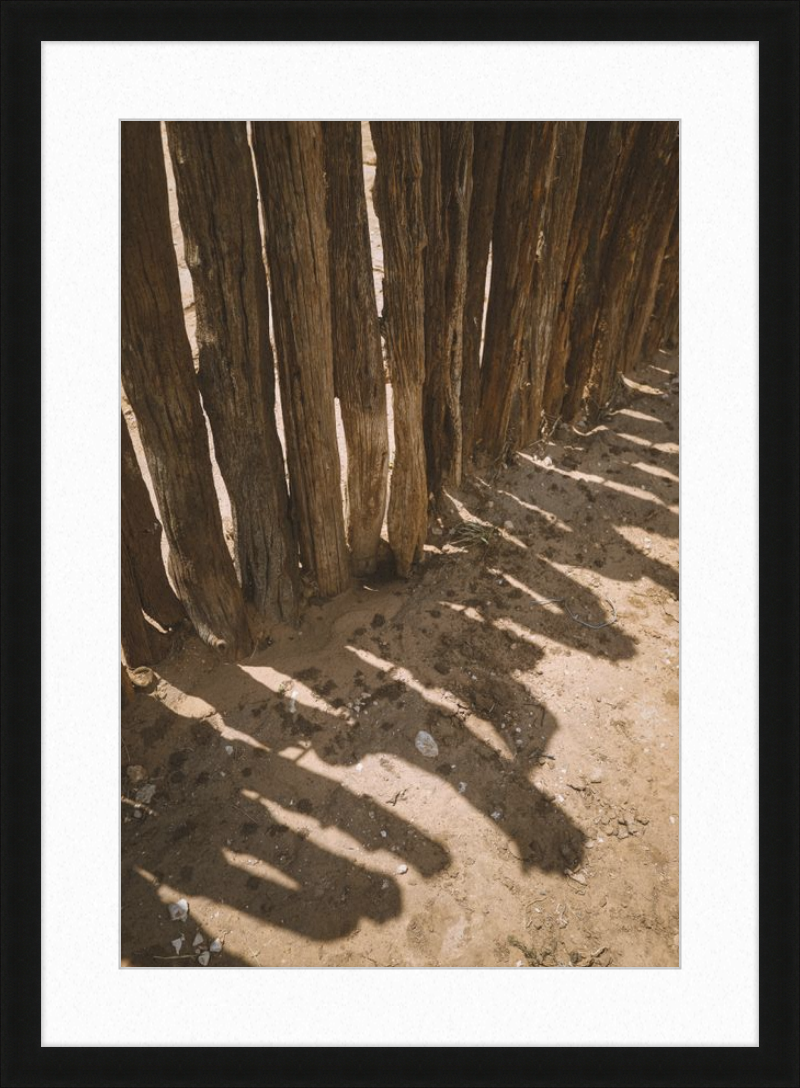 Coyote Shadows