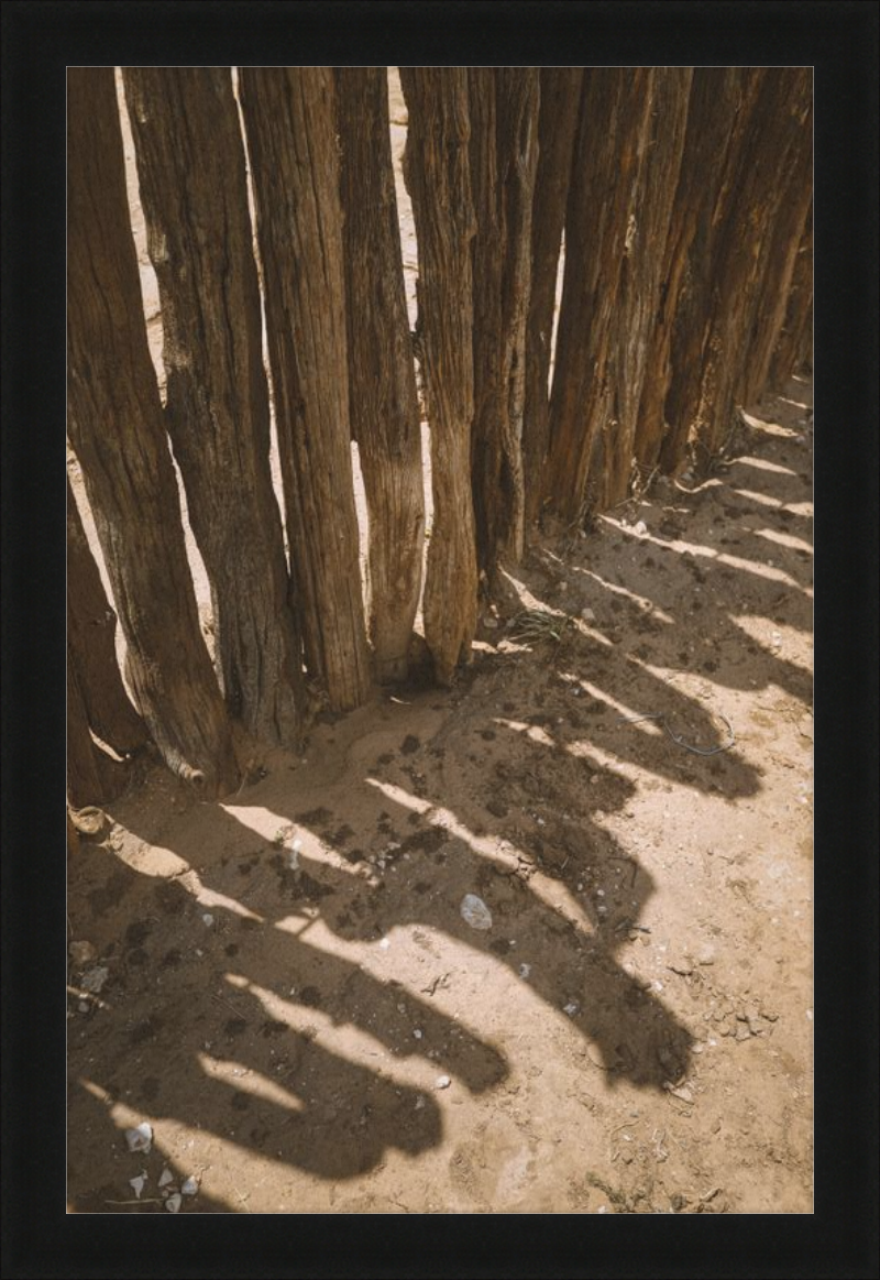 Coyote Shadows